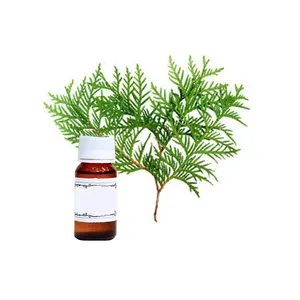 Supplier of Pure and Natural Thuja Wood Essential Oil Helpful in Kidney Problems From Indian Manufacturer