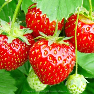 Phân Bón NPK Tự Nhiên Bán Chạy Nhất Cho Các Sản Phẩm Trái Cây Và Rau Quả - Product Image 1