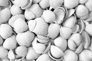 ¡CALIENTE! Harina de Conchas de Mejillón - Alimento Animal de Vietnam - Mejor Precio del Año 2024 - Product Image 4