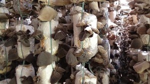 Vente en gros de paille de haute qualité du Viet Nam Mme Holiday - Product Image 3