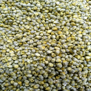 Green <b>Millet</b>/indian Animal Feed - Product Image 2