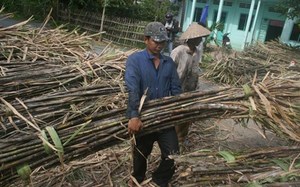 VIETNAM TOP VENDE MELASAS LÍQUIDAS/ALTA CALIDAD - Product Image 6