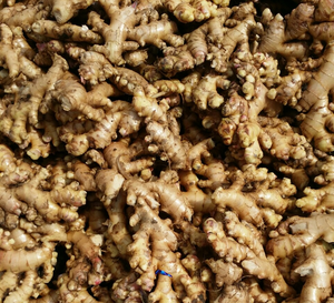 El Mejor Precio de jengibre fresco/jengibre fresco - Product Image 3