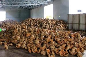 Cocos Semidescascarillados Marrones 100% Naturales de Alta Calidad, con Logotipo y Empaque Personalizados, Cocos Frescos con 24 Días de Vida Útil - Product Image 3