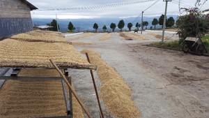 Arabica Green Coffee <b>Beans</b> Premium Vietnamese with 98% Maturity Honey Process New Crop - Product Image 2