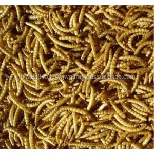 Nourriture naturelle populaire pour animaux de compagnie de vers de farine séchée en gros - Product Image 2