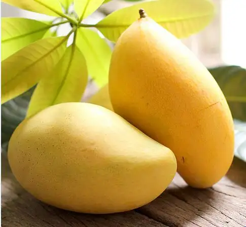 wholesale frozen mango/mango exporter/ honey mango