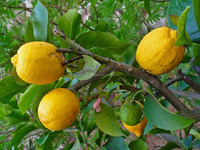 Citron vert frais biologique de qualité supérieure, sans pépins, au goût acidulé, de qualité premium, en provenance d'Afrique du Sud, en gros