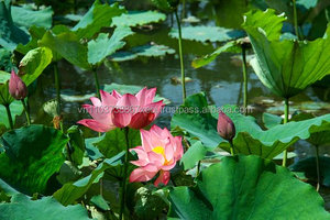 Lotus de haute qualité, meilleure norme, offre spéciale - Product Image 4