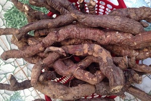 Venta al por mayor POLYGONUM ROOT 100% Polygonum natural precio al por mayor Holiday - Product Image 2