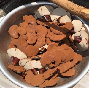 Poudre de champignon Reishi de haute qualité et au meilleur prix - Product Image 2