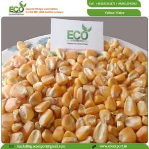 Exportador de Maíz Amarillo Seco para Consumo Humano y Animal, Alimento para Animales con Alto Contenido de Proteínas, Envasado en Bolsas - Product Image 2