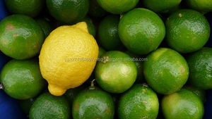 Limones Frescos y Ácidos de Primera Calidad en Venta a Precio de Mayoreo, Origen Sudáfrica - Product Image 2