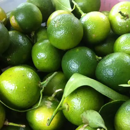 "Green Kumquat fruit/Clementine Mandarin/Fresh Calamansi for sale 2019- Best price Ms: Holiday whatsapp: +84-845-639-639 "