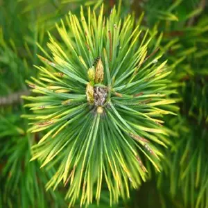 Toptan doğal alfa beta-pinene tedarikçisi ile en iyi fiyat