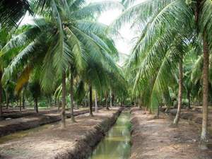 Diamante de coco en Vietnam en 2024 precio competitivo - Product Image 4