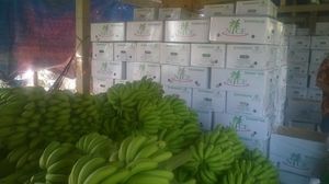 HIGH QUALITY CAVENDISH <b>BANANA</b> FROM VIET NAM - Product Image 6