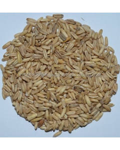 Graines d'oie Non revêtues, de très bonne qualité, à vendre - Product Image 3