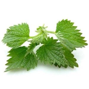 Pure Natural Wild Nettle Herb Leaf Powder and <b>Tablets</b> Vacuum Packed From Manufacturer Dried Nettle - Product Image 1