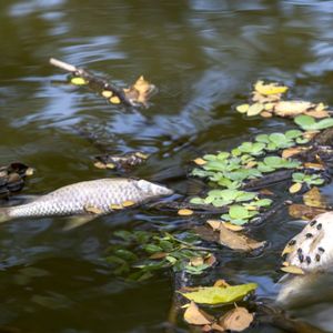 Extracteur de composés toxiques de la pompe filtrante de l'étang et des plans d'eau naturels - Product Image 6