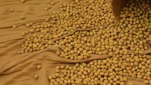 High Quality Food Grade AD Dried Non-GMO <b>Soybeans</b> Yellow Soya Beans 25kg in Bulk or Bag Packaging - Product Image 2
