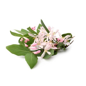 Aceite esencial de madreselva y árbol de té de buena calidad con certificado GMP de origen indio disponible en embalaje personalizado de lujo para juegos de regalo - Product Image 5