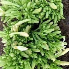 เวียดนามดอกไม้มะละกอสด/ดอกไม้แห้ง - Product Image 6