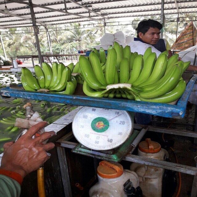 Экспортеры бананов. Мексиканский банан. Основные поставщики бананов. Экспортеры бананов в мире. Экспорт бананов в мире.