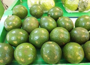 Aguacate Hass de Sudáfrica - Variedad Fuerte Fresca de Primera Calidad, Reserva tu Pedido Ahora - Product Image 6
