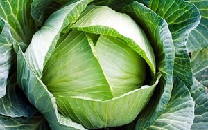 Nouvelle ferme fournissant toute l'année - Product Image 6