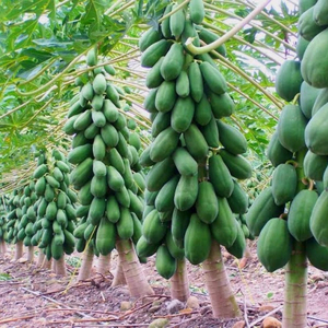 Papaya deshidratada de Vietnam/Papaya deshidratada rica en nutrientes Un refrigerio saludable y delicioso - Product Image 3