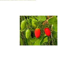 COCCINIA GRANDIS NATUREL VIETNAMIEN DE HAUTE QUALITÉ ET AU MEILLEUR PRIX - Product Image 1