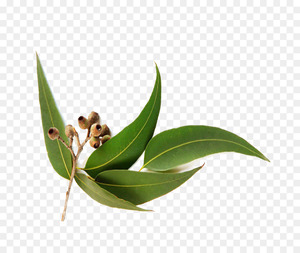 Aceite esencial de eucalipto de grado terapéutico Natural puro 100%, aceite de aromaterapia para alivio respiratorio, masaje, líquido para el cuidado de la piel - Product Image 4