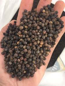 570GL พริกไทยดำเวียดนามมีการทำความสะอาดและอบแห้งดิบเพื่อการส่งออก - Product Image 4