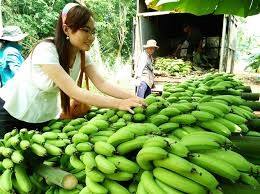 BANANES DU VIETNAM DE HAUTE QUALITÉ ET À BON PRIX - Product Image 6