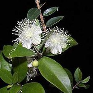 100% huile essentielle de myrte pure huile d'aromathérapie naturelle pour les soins de la peau et des voies respiratoires - Product Image 2