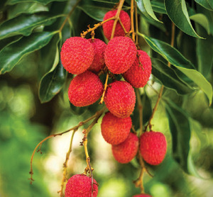 Litchi en sirop vietnam, haute qualité - Product Image 1