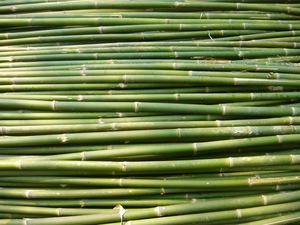 Poteaux de bambou frais au Viet Nam pour la fabrication de baguettes et de cure-dents et brochettes - Product Image 2