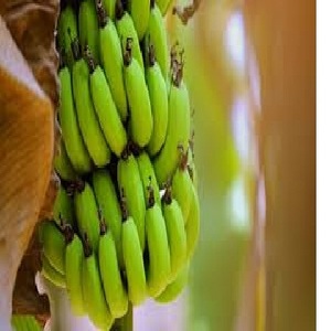 Banane Cavendish verte fraîche, prix bas, Standard exporté 2022 - Product Image 5