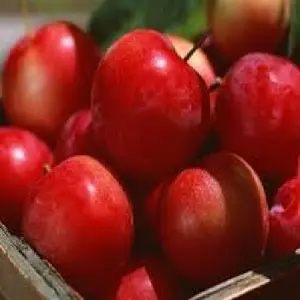 جديد المحاصيل التفاح الأحمر/فاكهة التفاح الصينية/غالا