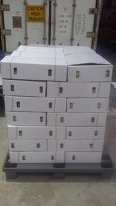 ข้อเสนอมะม่วงชูแมวจาก2024เวียดนาม - Product Image 6