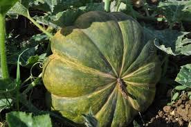 ที่มีคุณภาพสูงแช่แข็ง Cucurbita Moschata - Product Image 5