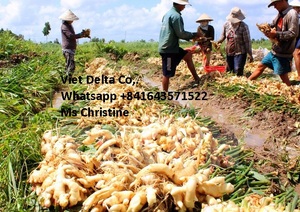 Fourniture de gingembre frais/séché - Product Image 6