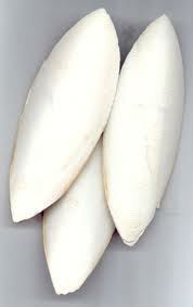 HUESO DE SEPPIA - HUESO DE SEPPIA para AVES - Product Image 3