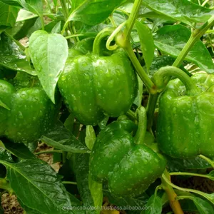 Toprak katkı maddeleri capsicum ve pirinç tarım ekipmanları bangladeş