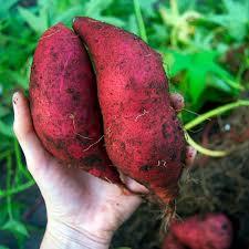 Venta al por Mayor de Camote de Vietnam - Marca Viet Delta, MOQ de 1000 kg, Vida Útil de 3-4 Meses - Product Image 4