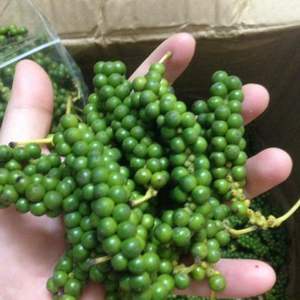 Grains de poivre vert/piper rouge nigrum de haute qualité et moins cher - Product Image 1