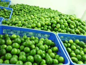 Limón sin semillas/LIMÓN FRESCO VIETNAM - Product Image 2