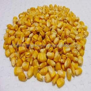 Maíz amarillo/maíz - Product Image 2