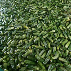 Erructo en tambor/bebé pepino encurtido/pequeño/gran tamaño pepino - Product Image 5